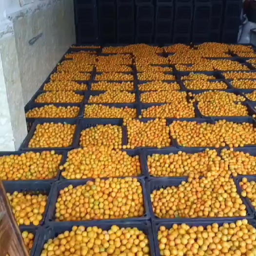 脆皮金桔，油皮金桔电商果