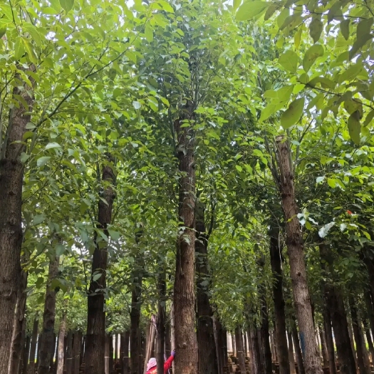 宜良县香樟