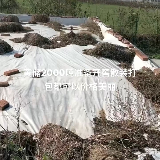 淅川县玉米秸秆黄储