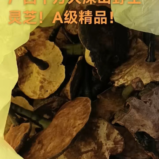 防城港广西十万大山土特产灵芝