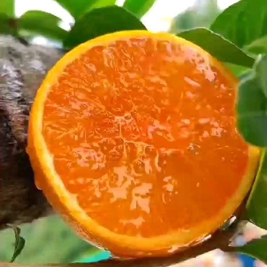 秭归县橙子，九月红橙产地一手货源，对接电商商超，社区团购，诚信代办
