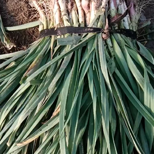 天门市红根香蒜苗