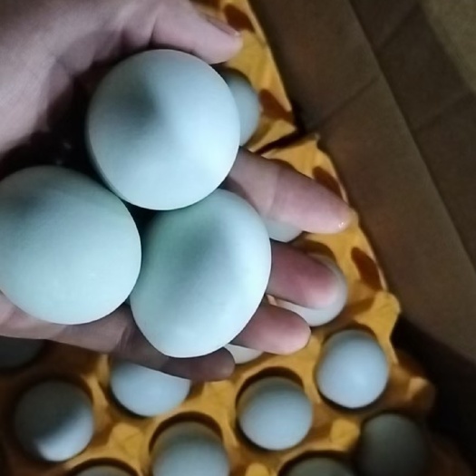 武汉精品绿壳土鸡蛋