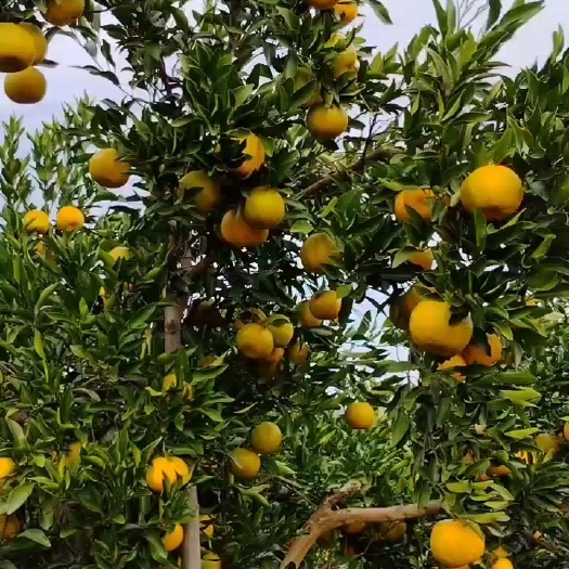 吉首市湖南碰柑