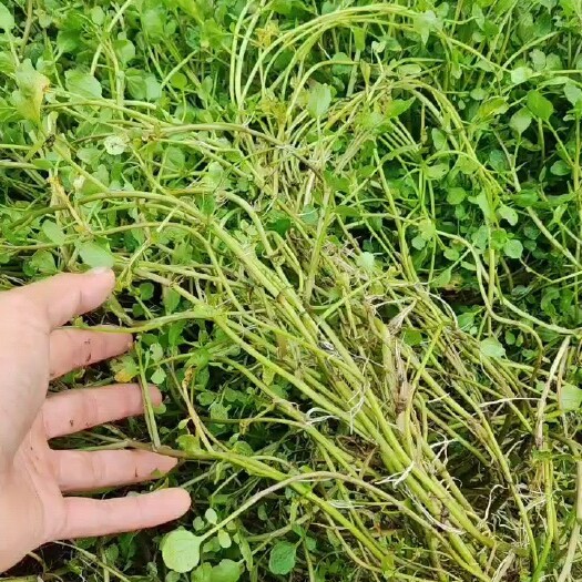 连州市西洋菜种苗大量供应，旱改水田工程，