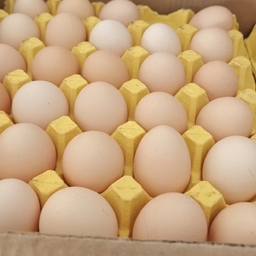 武汉精品绿壳，粉八