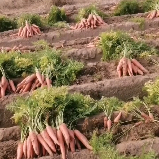 开封沙土地三红胡萝卜