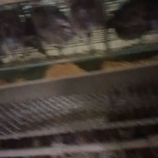 商河县各位老板有需要淘汰母山鸡的联系我