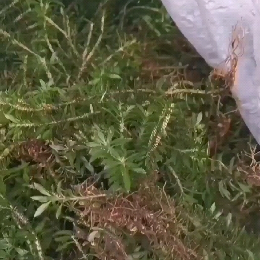 宝兴县千层塔鲜货