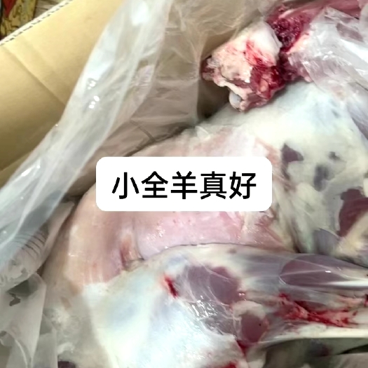 锡林浩特小全羊