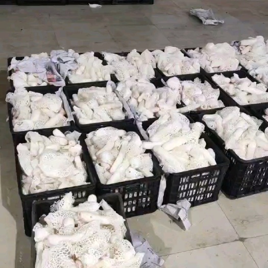 昆明鲜竹荪
