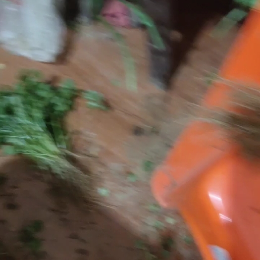 贵阳农产品自种香菜