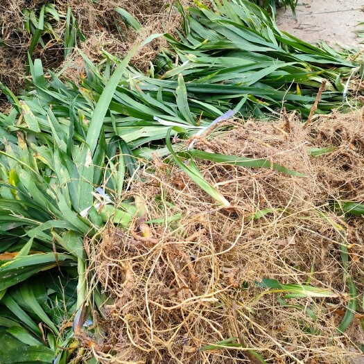 忠县扁竹兰扁竹根绿化地被苗培育基地常年大量批发供应