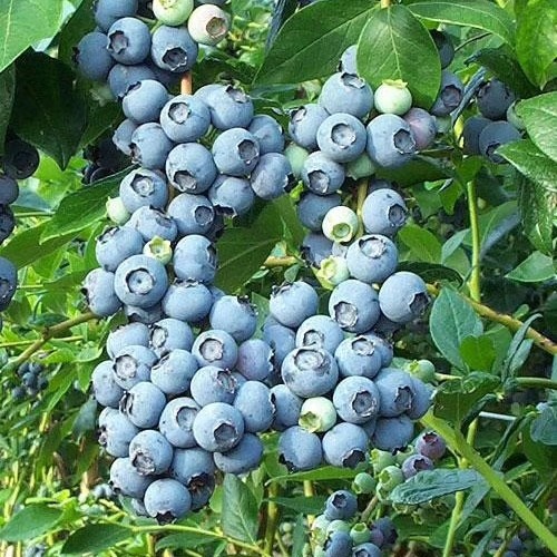 平邑县蓝莓苗