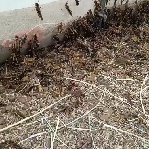 来宾活体蚂蚱，欢迎抢购