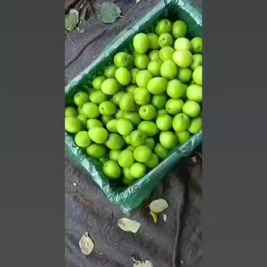 青枣，大叶，牛奶果