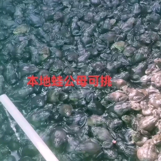 东山县健康成品牛蛙