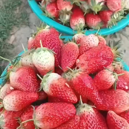徐州甜宝，宁玉草莓，徐州代办