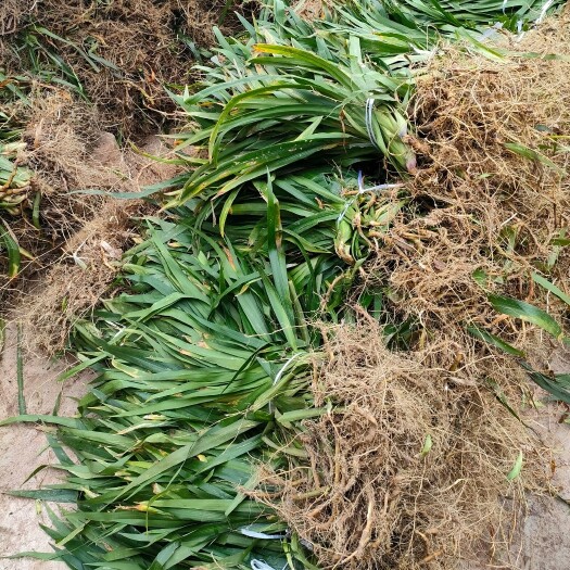 忠县扁竹根园林绿化苗培育基地常年大量批发供应