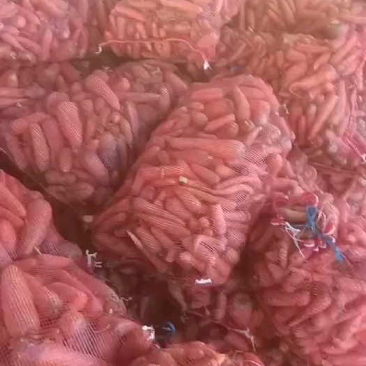 开封养殖场，加工场红萝卜