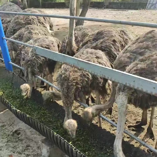 陵水县海南鸵鸟