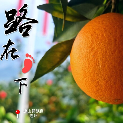 雷波县凉山雷波脐橙果大形正，肉质脆嫩、化渣，橙红鲜艳，光洁美