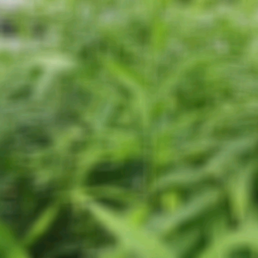 武胜县黄精块茎