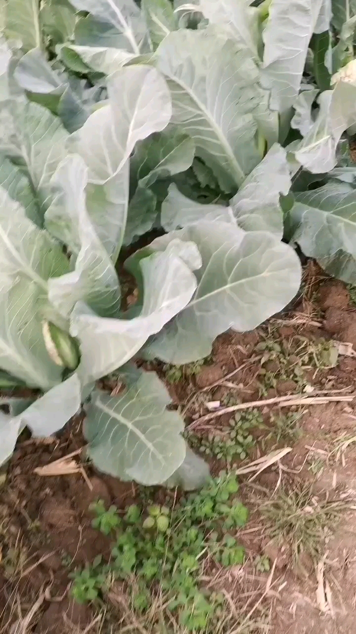 花菜