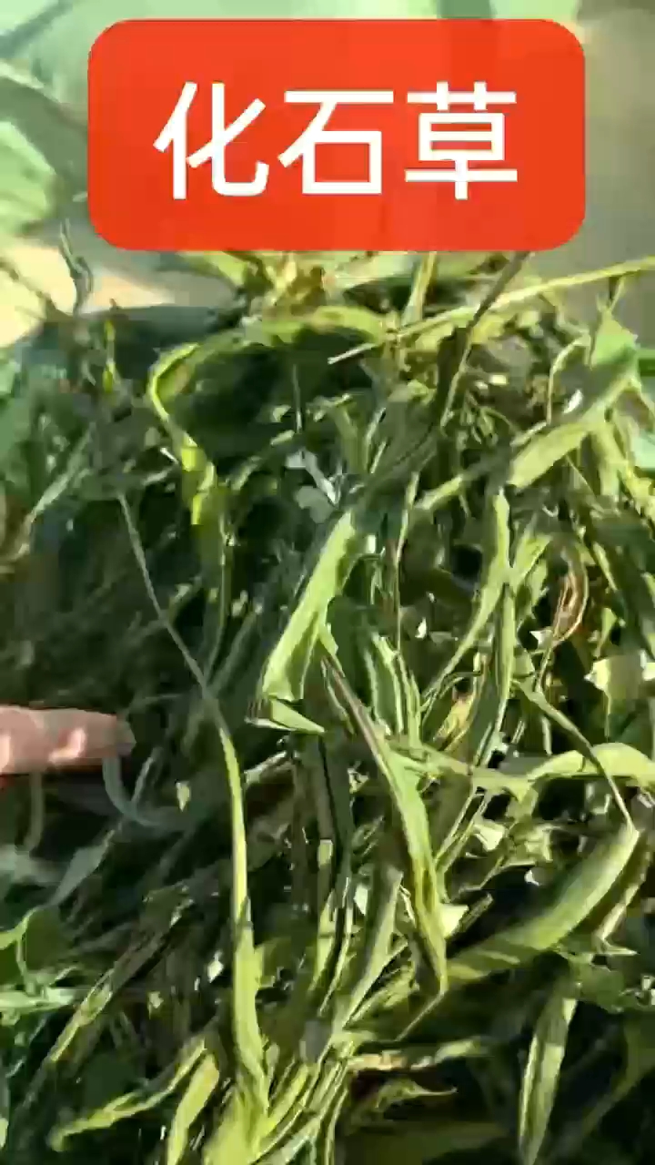 成都化石草