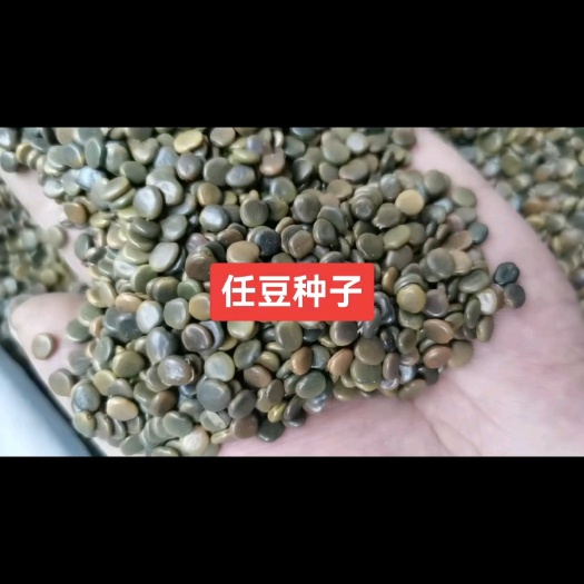 任豆种子 又名砍头树 任豆种子批发价格 落叶乔木树种