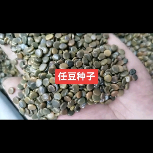 九江任豆种子 又名砍头树 任豆种子批发价格 落叶乔木树种