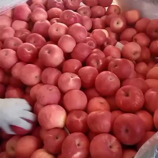 盖州市红富士