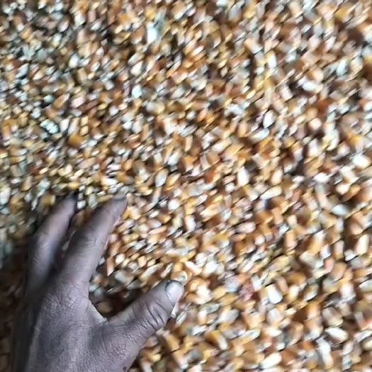 伊通县新粮，质量杠杠的。