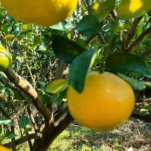黄金柑