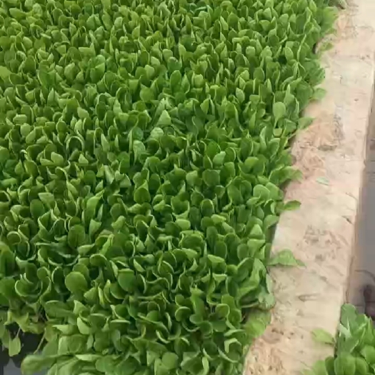 曲靖白菜苗
