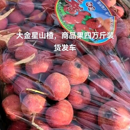 昌邑市大金星山楂大量出售！原产地，地面果，个头大，颜色好