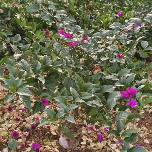 宜宾紫花三角梅毛球