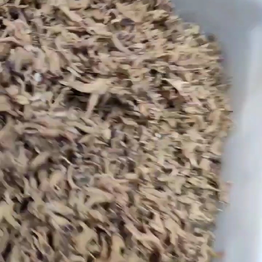 手掌参
