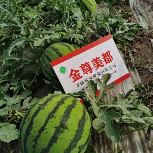 沭阳县金尊美都西瓜种子皮薄甜脆多汁市场好商品性忒佳四季播大棚西瓜籽