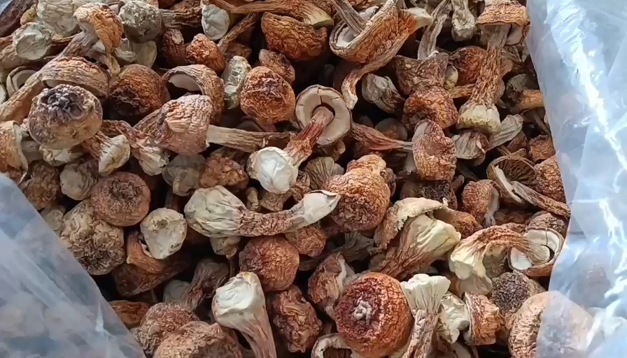 施甸县云南施甸特产菌菇姬松茸200g/袋