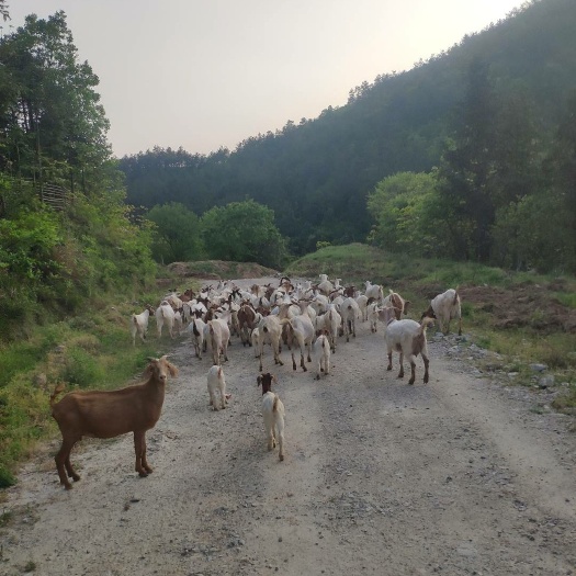 广水市山林跑山羊，杂交山羊