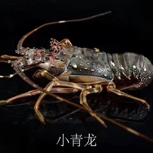 东兴市越南金蓝湾小青龙4/7
