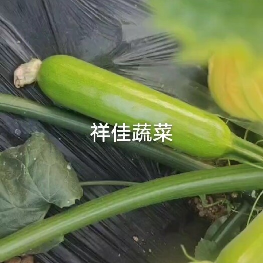 寿光市绿皮西葫芦 量大 商超，电商，食堂 产地直发 一手货源