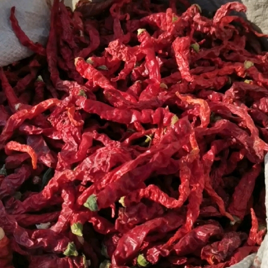岐山县干线椒，秦椒，手工剪把