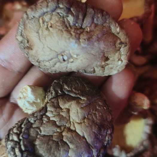 翁源县野生红花带白花菇香菇纯野生冬菇