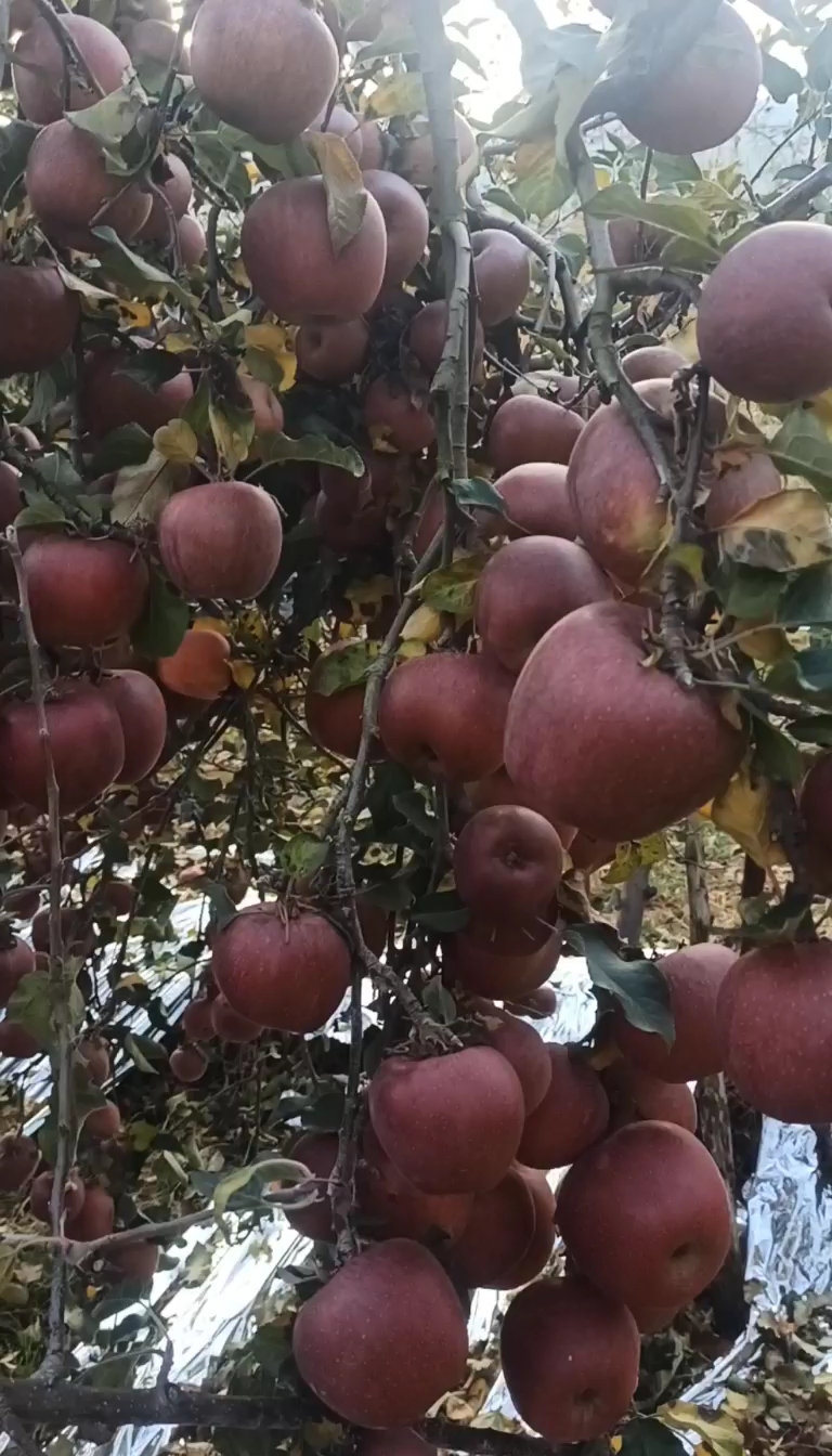 云南昭通丑苹果主标题：云南昭通红富士丑苹果皮薄肉脆季新鲜