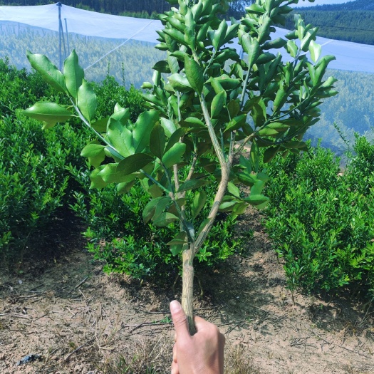 柳州脆蜜金桔2年苗 正在打包发货脆蜜金桔大苗 现挖现发