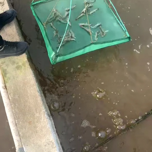 如东县大量出售鲜活南美白对虾