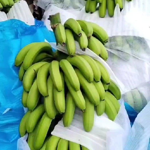 金平县香蕉大量上市，价格便宜，需要可以联系我
