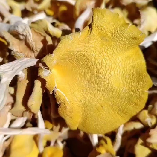 贞丰县鸡油菌
